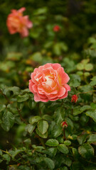 Rose garden. Beautiful blooming bush pink roses in lush greenery. Rose flower outdoor shot image. Roses for Valentine Day.