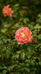 Rose garden. Beautiful blooming bush pink roses in lush greenery. Rose flower outdoor shot image. Roses for Valentine Day.