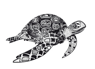 faszinierende Zeichnung einer Wasserschildkröte