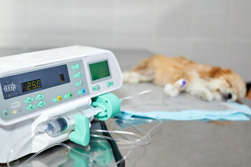 An infusion pump is used to slowly medicine injection to a sick Maltipoo puppy in a veterinary...