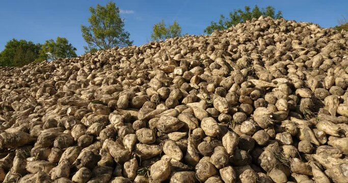 Piles of harvested sugar beets, France 