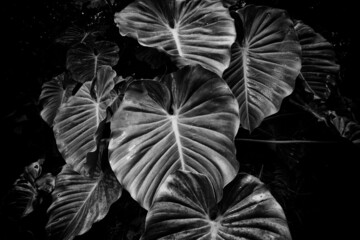 black and white Philodendron 