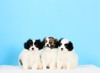 Naklejka na ściany i meble Three beautiful puppies pose on a blue background. Falenes are sitting with hanging ears in the studio. Small decorative dogs of the Continental Toy Spaniel breed. A copy of the space.