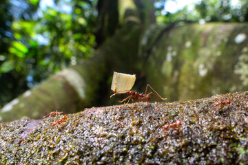 Leafcutter ants