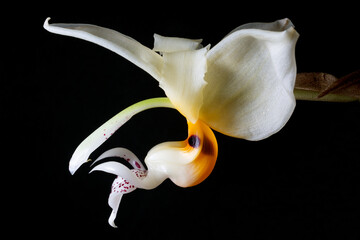 Stanhopea orchid