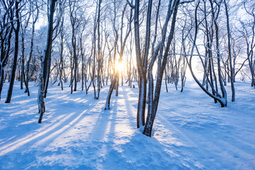 The sun among the trees during the winter