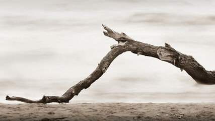 tree trunk on the beach long exposure
