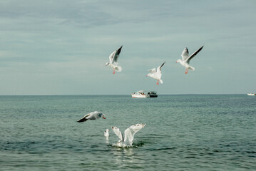 Fototapeta na wymiar Seagull Summer Day flying Tourqoise Horizon
