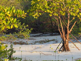 Zanzibar West mangroves