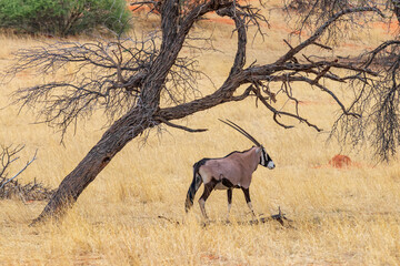 Oryx