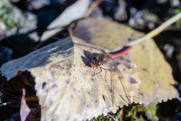 Young forest along the river Danube in the autumn part of the year.