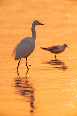 white egrets standing in water in sunrise