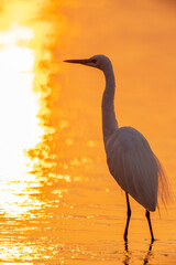 white egrets standing in water in sunrise