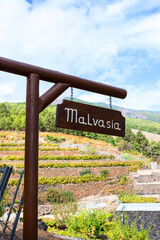 Fototapeta na wymiar Malvasia poster on vineyards land in the mountains. Malvasia is wine grape varieties typical Mediterranean region, Balearic and Canary Islands