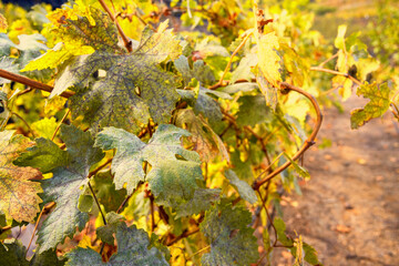 Grape wine plant growing at vineyards land at Autumn. Viticulture or winegrowing concept.