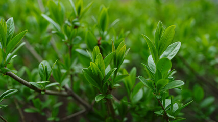 Branches of bush swaying of wind in green spring forest. Calm atmosphere.