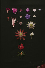 flowers on black background