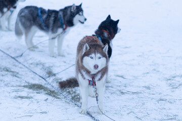 Husky dogs in a team ride people on a sleigh.Sled dogs in winter.