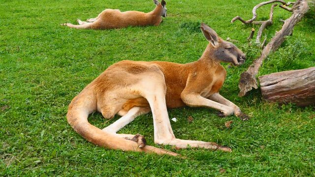 A red kangaroo lying down and resting on green grass.