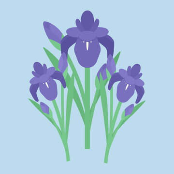 11 434 Best 菖蒲 Images Stock Photos Vectors Adobe Stock