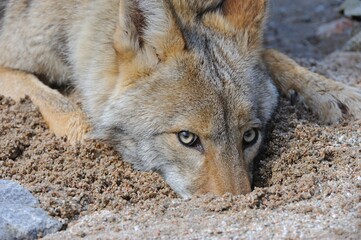 Young coyote playing in sand,  Los Padres National Forest, CA, USA - obrazy, fototapety, plakaty