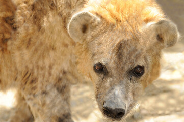 Obraz premium Spotted hyena, Los Padres National Forest, CA, USA