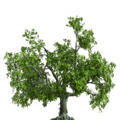 Summer tree 3d illustration isolated on white background