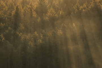 Beautiful forest with fog, mist and sun rays during golden hour
