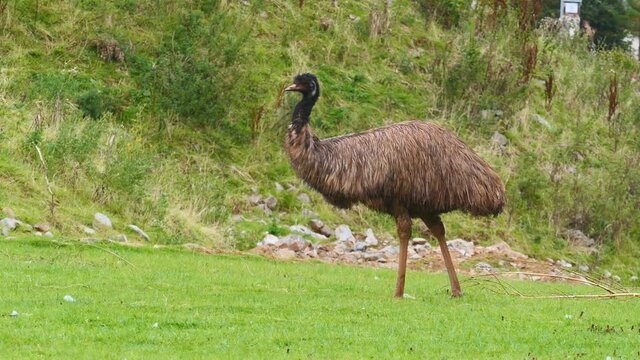 Emu standing in a field and looking into the camera.