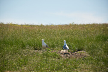 Gulls on the hill
