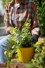 Woman hand planting flowers petunia in the summer garden at home