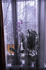 orchid on the winter window