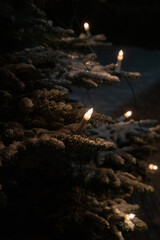 Christmas lights on tree in winter