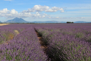 Plakat lavender field region