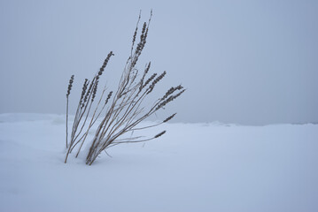 Vegetation growing through the snow.