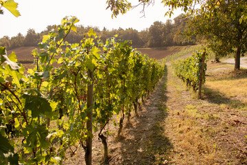 Fototapeta na wymiar Dolcetto grape vines in Dogliani, Piedmont, Italy