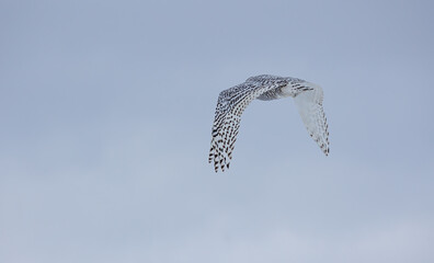 Snowy owl in winter