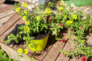 Flowers and gardening tools on wooden background