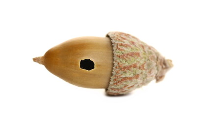 Acorn with hole isolated on white background, macro
