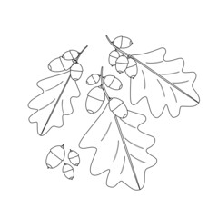 A branch of acorns, hand-drawn. Contour drawing of acorns with foliage.