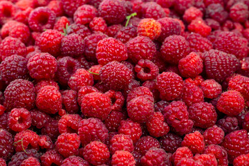 Raspberry. Ripe sweet raspberry background. Close up image.