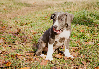 Beautiful American Staffordshire Terrier puppy.