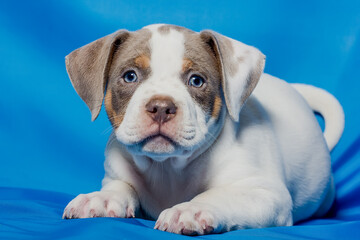 Portrait of a beautiful puppy of breed American Bully in the studio.