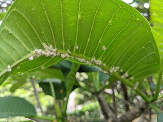 Macro photos of mealybug when spring time with blurry background. the photos is perfect for pamphlet, nature poster, nature promotion and traveler.  