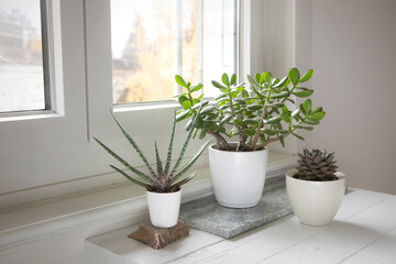 Fototapeta na wymiar Succulent collection on the table by the window. Set of potted plants in the bright room. Succulent arrangement, modern style, trendy houseplants, home decor.