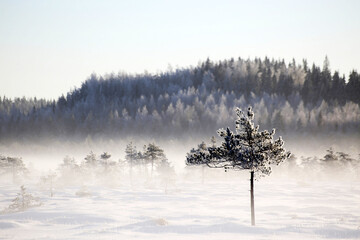 Pine tree at cold winter day in national park of Torronsuo, Tammela, Finland. Temperature were –13 Celsius. Mist in the air. 