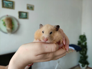 Syrian hamster sits on hand of owner