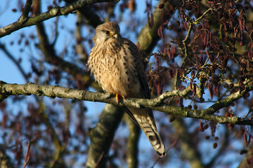 Turmfalke