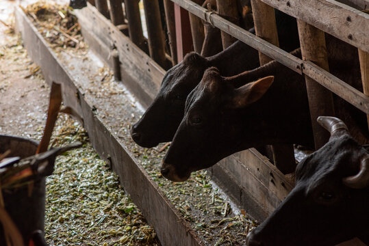 vacas lecheras comiendo en su corral pasto picado