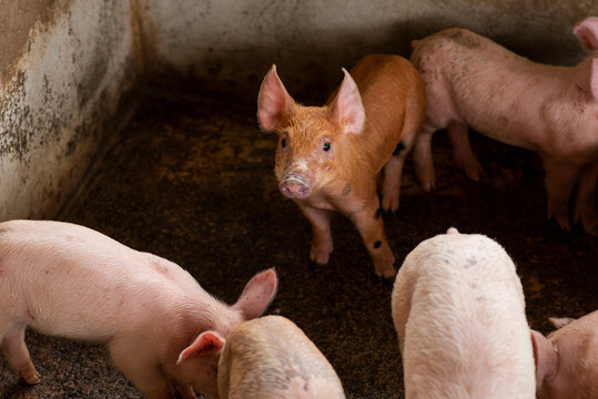 peque&ntilde;os cerditos en su aposento mirando a c&aacute;mara